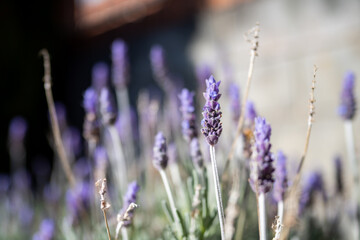 lavender flowers in the field
