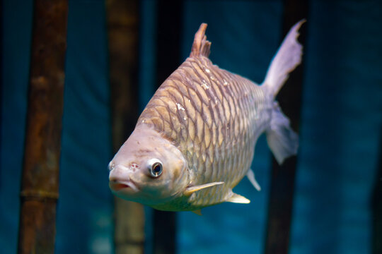 Silver bream (Blicca bjoerkna) swimming underwater in an aquarium