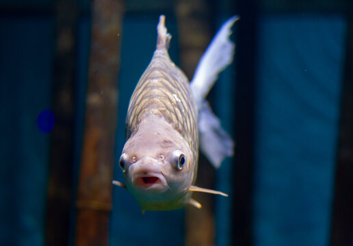 Silver bream (Blicca bjoerkna) swimming underwater in an aquarium