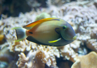 Fototapeta na wymiar Surgeonfish swimming underwater in an aquarium