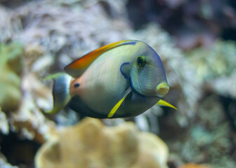 Fototapeta na wymiar Surgeonfish swimming underwater in an aquarium