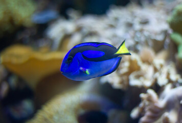 Fototapeta premium Blue tang (Paracanthurus hepatus) fish swimming underwater in an aquarium