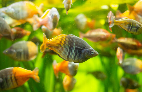 Boeseman's rainbowfish (Melanotaenia boesemani) swimming underwater in an aquarium