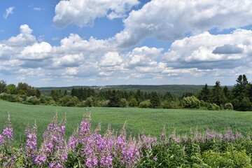 A field of wheat and oats in summer, Sainte-Apolline, Québec, Canada