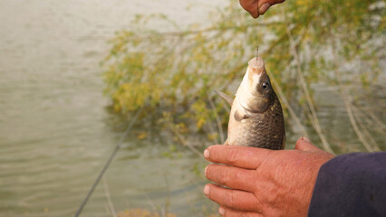 Close-up of the fisherman unhooking the fish he caught. In the background of the river and trees. Crucian carp fishing in the river. The concept of recreation and hobbies in nature.