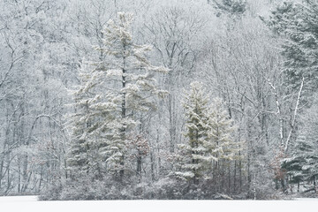 Landscape of snow flocked trees on the shoreline of Hall Lake, Yankee Springs State Park, Michigan, USA