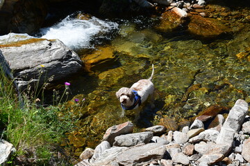 A Lagotto Romagnolo dog hiking in Southtyrol