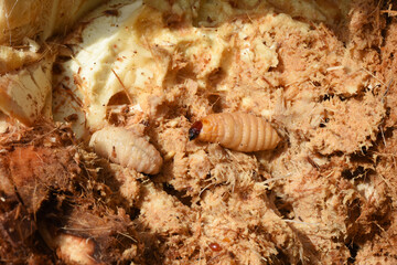 The Red Palm weevil larva living in coconut shoot . it is pest of coconut and palm tree