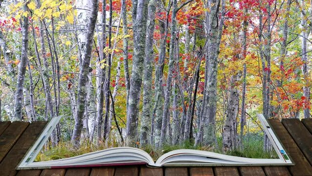 Open book with autumn colored trees