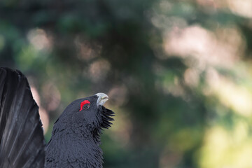 Extreme closeup for the king of grouse family, portrait of Western capercaillie male at sunrise (Tetrao urogallus)