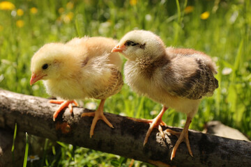 Little chickens in the grass, young poultry. Close-up.