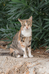 Portrait of a sad homeless cat on the background of nature.