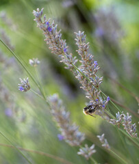 abeja comiendo de lavandas