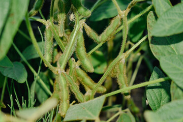 closeup soybean