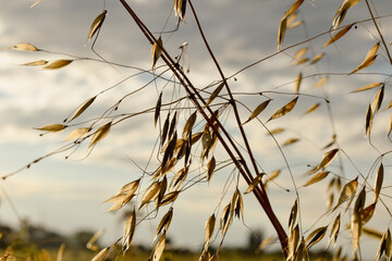 reeds in the wind