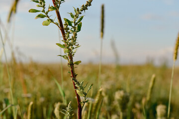 Fototapeta premium field of wheat