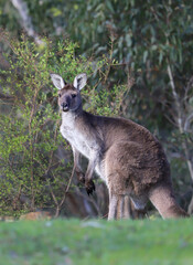 Naklejka na ściany i meble Cute wild kangaroo is standing in the forest among trees, Australian wildlife