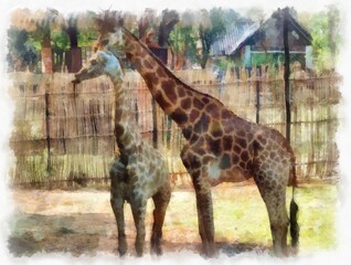 The giraffe watercolor style illustration impressionist painting.