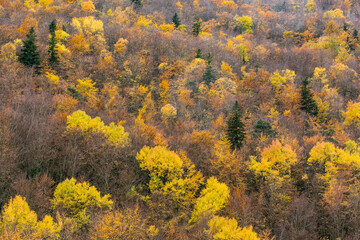 Fototapeta premium bosque de la Pardina del Señor ( la Pardina Ballarín) , Fanlo, valle del Chate, Provincia de Huesca, cordillera de los Pirineos, Spain