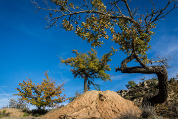 paisaje erosivo, Olsón, municipio de Ainsa-SobrarbeProvincia de Huesca, Comunidad Autónoma de Aragón, cordillera de los Pirineos, Spain, europe