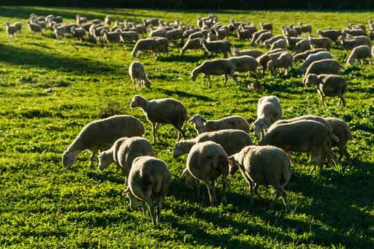 rebaño de ovejas cerca de Boltaña, Sobrarbe,Provincia de Huesca, Comunidad Autónoma de Aragón, cordillera de los Pirineos, Spain, europe
