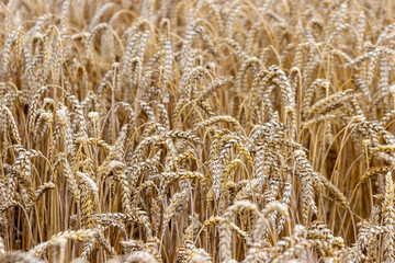 golden spikelets of wheat in the field close up. Ripe large golden ears of wheat against the yellow background of the field. Close-up, nature. The idea of a rich summer harvest, farming.