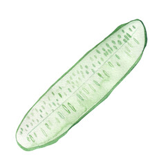 Cucumber green vegetables watercolor illustration isolated on white background.