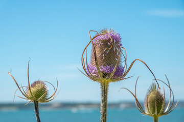 tufts of purple prickly egg shaped head of teasel flowers with blue sky and sea in the background