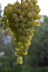 bunch of grapes
