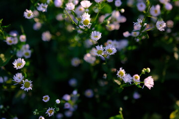 Crop view of the blooming daisies field in spring. Selective focus.