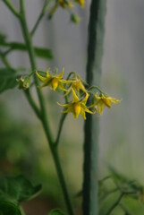 Obraz premium tomato bosom in the greenhouse