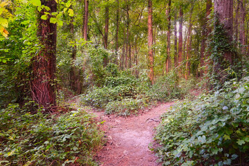 A trail landscape of a fork in the road in the Carolina woods.