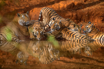 An adult male tiger and his subadult cubs at a waterhole in Bandhavgarh National Park, Madhya...