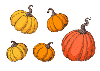Pumpkin vector illustration. Hand drawn collection. Pumpkin set. Design elements.