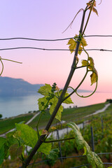 Das Lavaux, Weinbaugebiet im Kanton Waadt in der Schweiz