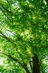 新緑の背景　夏の日差しに透ける枝葉