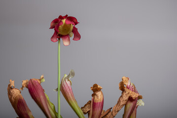 Sarracenia flava, kapturnica, czerwony kwiat rośliny mięsożernej, owadożernej (4).