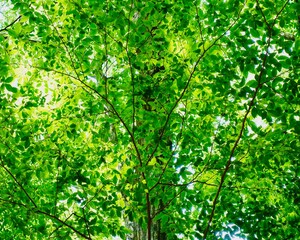 新緑の背景　夏の日差しに透ける枝葉