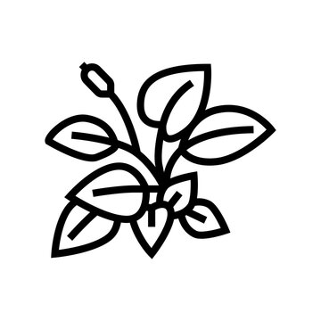 anubia nana line icon vector. anubia nana sign. isolated contour symbol black illustration