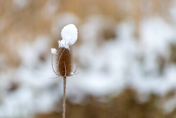 Szczeć pospolita (Dipsacus fullonum L.), wysuszony kwiat na łodydze pokryty śniegiem, roślina jadalna, lecznicza, miododajna, i ozdobna wczesna wiosna (1).