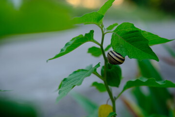 snail crawls on a physalis branch on suny day