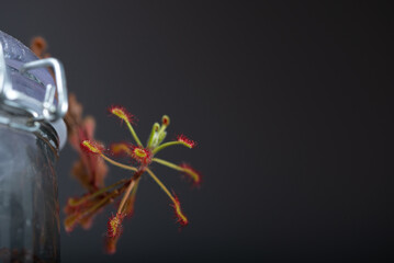 Rosiczka pośrednia (Drosera intermedia),rosa, roślina owadożerna, hodowla domowa (10). 
