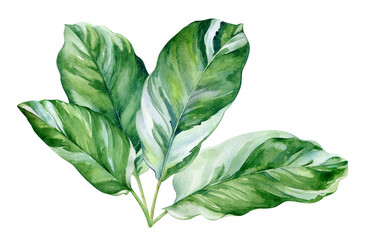 Fototapeta na wymiar A branch of tropical plant with striped leaves. Watercolor illustration