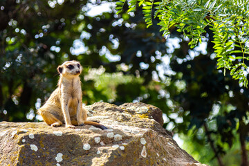 Meerkat standing on rock, zoo in Prague © MrStone