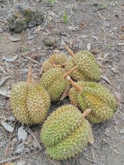 Harvest of Durian fruits 