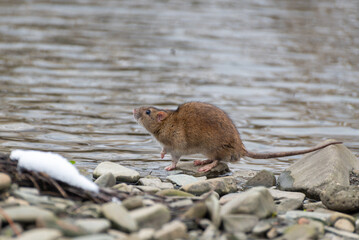 Arvicola amphibius, karczownik ziemnowodny, polnik ziemnowodny, szczur wodny, karczownik, gryzoń szukający pożywienia nad rzeką, wczesna wiosna (31).
