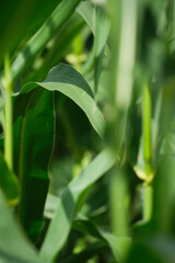 Abstract blurred background of green corn foliage.