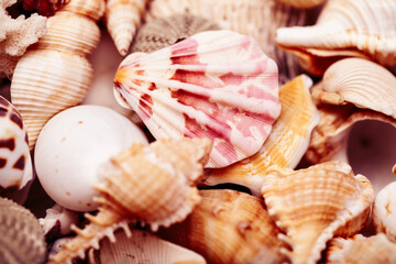Obraz na płótnie Canvas a lot of seashells diverse form on background