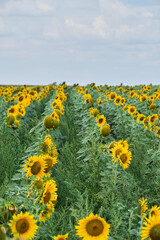 Fields planted with sunflowers, bright yellow and growing flowers.