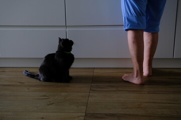 A gray cat is sitting in the kitchen at the feet of the hostess, waiting for her breakfast. A gray fluffy cat licks its paws before eating, begging for food from its mistress in the kitchen